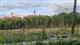 Около ЖК "Новая Самара" возобновилась вырубка деревьев