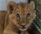 В Самарском зоопарке новый обитатель - львенок Алтай