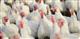 Aviagen Turkeys построит завод по производству инкубационных яиц индейки в Пензенской области