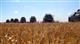 "Зерно Жизни" собрал небывалый урожай озимых и идет на новый рекорд
