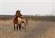 В сафари-парке в Самарской области у лошадей Пржевальского родился жеребенок