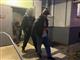 В Тольятти задержали мигранта, поругавшегося с пассажирами маршрутки