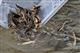 В Саратовское водохранилище выпустили 276 тыс. штук сазана и толстолобика