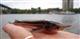 АО "Транснефть-Дружба" выпустило мальков стерляди в Саратовское водохранилище