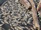 Жигулевская ГЭС оспаривает штраф за гибель рыбы 