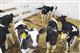 Сельхозартель "Дружба" в Похвистневском районе планирует выпускать собственную молочную продукцию