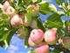Власти Пензенской области втрое увеличат финансирование на закладку яблоневых садов